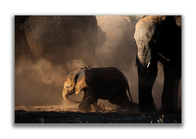 Large Format Canvas - Elephants Dusting
