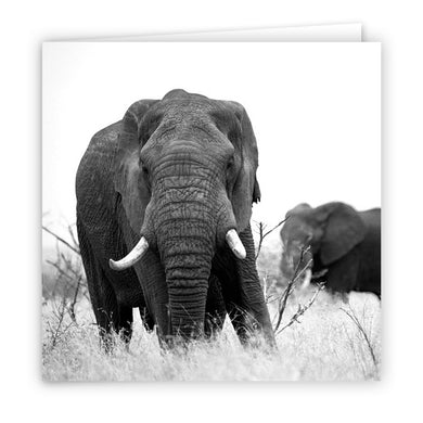 Large Greeting Card GC101 African Elephant