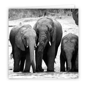 Large Greeting Card GC102 African Elephant