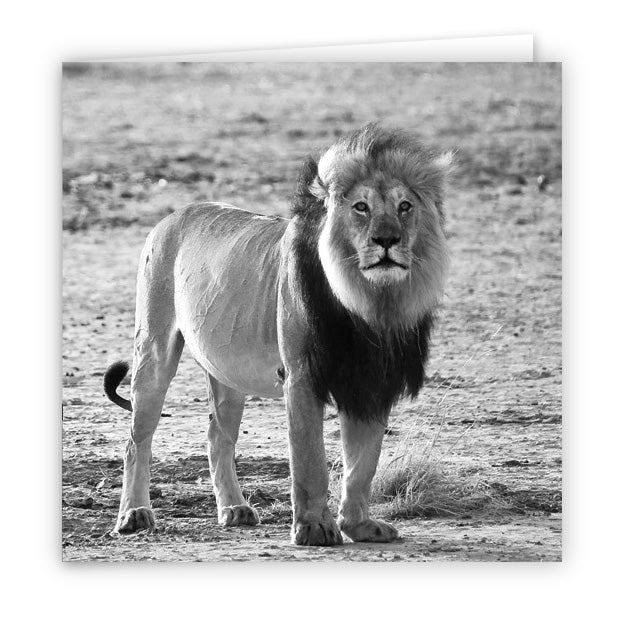Large Greeting Card GC122 Lion