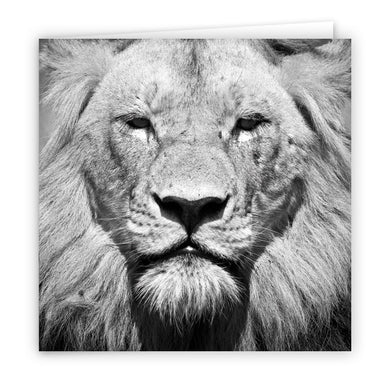 Large Greeting Card GC132 Lion