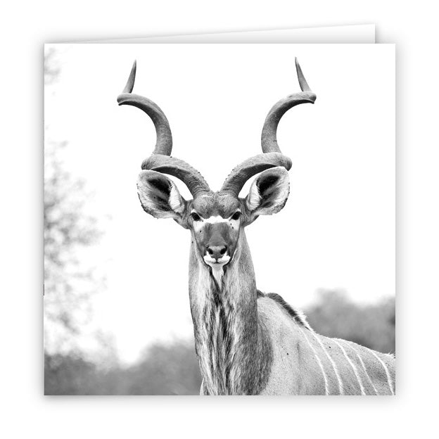 Large Greeting Card GC134 Kudu