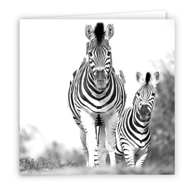Large Greeting Card GC136 Zebra