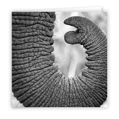 Large Greeting Card GC143 Elephant