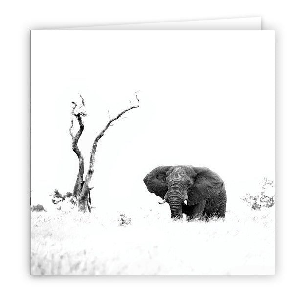 Large Greeting Card GC145 African Elephant