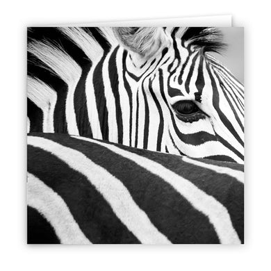 Large Greeting Card GC147 Zebra