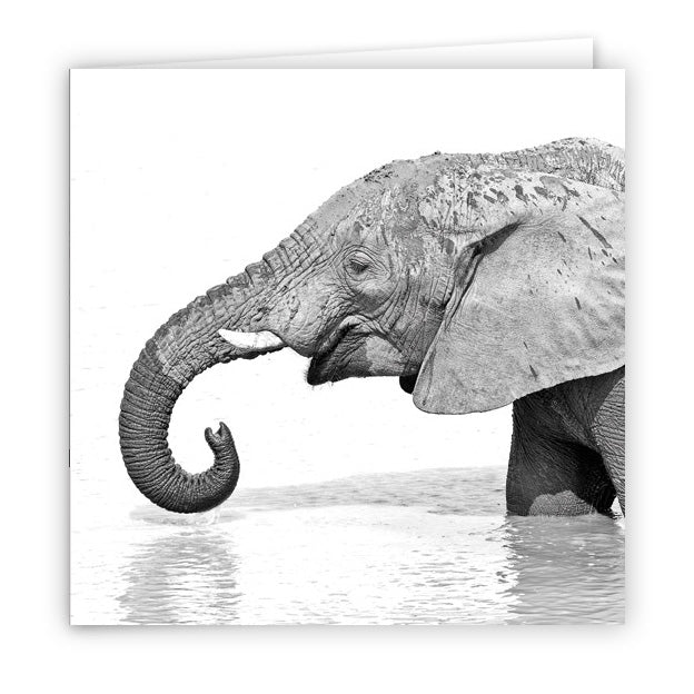 Large Greeting Card GC150 African Elephant