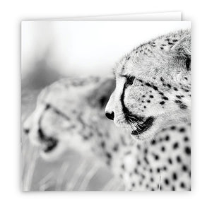 Large Greeting Card GC153 Cheetah