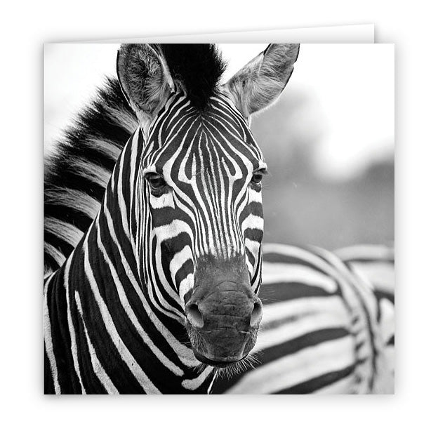 Large Greeting Card GC155 Zebra