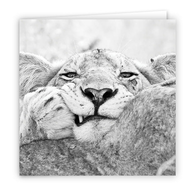 Large Greeting Card GC161 Lion