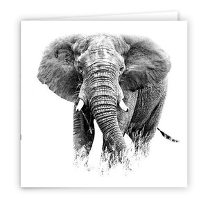 Large Greeting Card GC162 African Elephant
