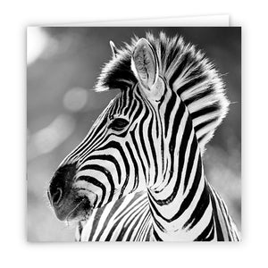 Large Greeting Card GC164 Zebra