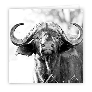 Large Greeting Card GC165 Buffalo