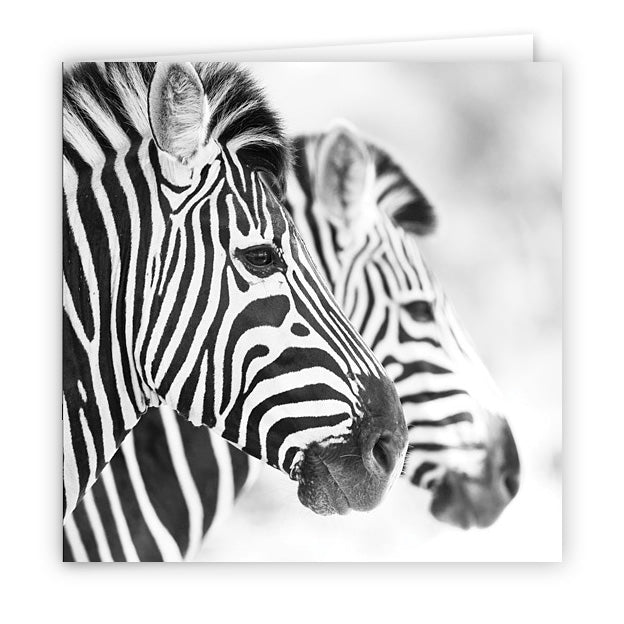 Large Greeting Card GC168 Zebra