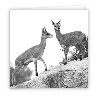 Large Greeting Card GC171 Klipspringer