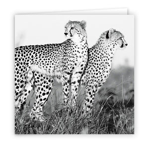 Large Greeting Card GC173 Cheetah