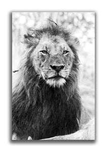 Large Format Canvas - Lion Stare
