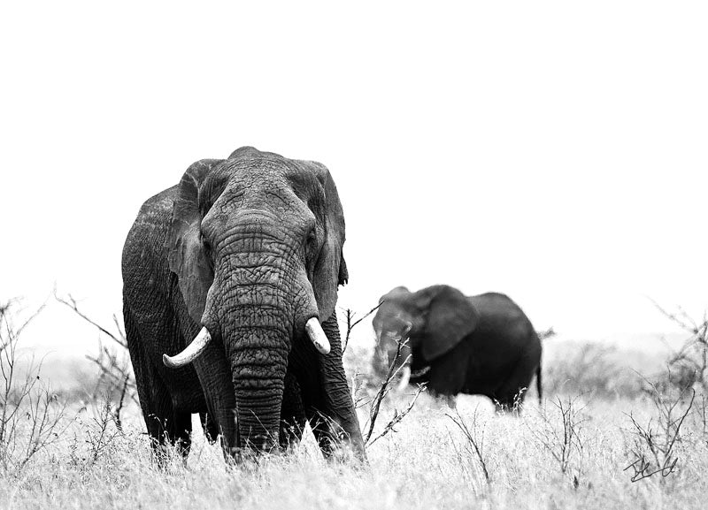 Postcard PCB004 African Elephant