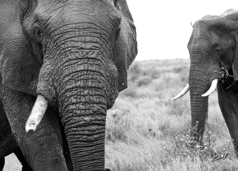 Postcard PCB023 African Elephant