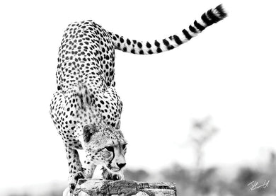 Postcard PCB031 Cheetah