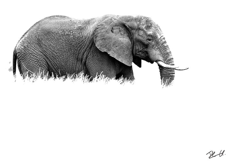 Postcard PCB041 African Elephant