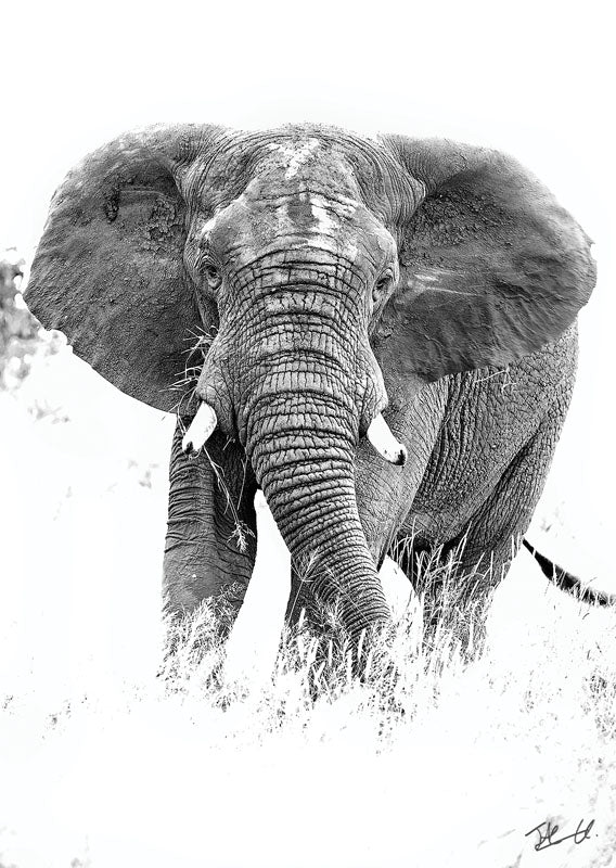 Postcard PCB042 African Elephant