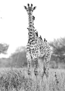 Postcard PCB047 Giraffe