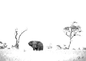 Postcard PCB065 African Elephant