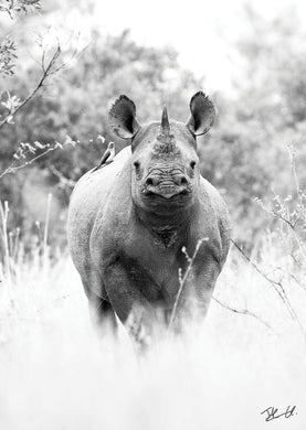Postcard PCB073 Black Rhinoceros