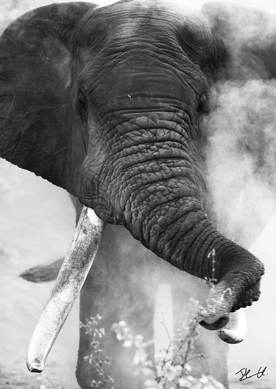 Postcard PCB082 African Elephant