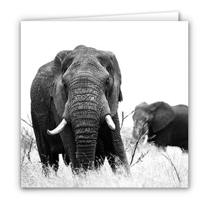 Small Greeting Card SGC107 Elephant