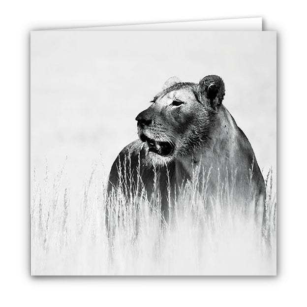 Small Greeting Card SGC111 Lioness