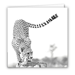 Small Greeting Card SGC140 Cheetah