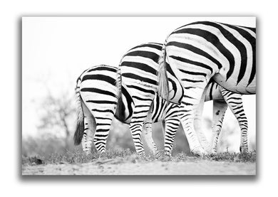 Large Format Canvas - Zebra Bums